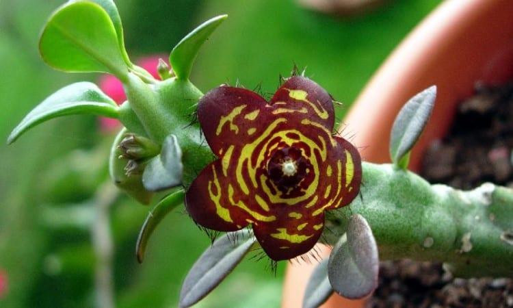 13 loại thảo mộc giúp giảm cân nhanh chóng và an toàn