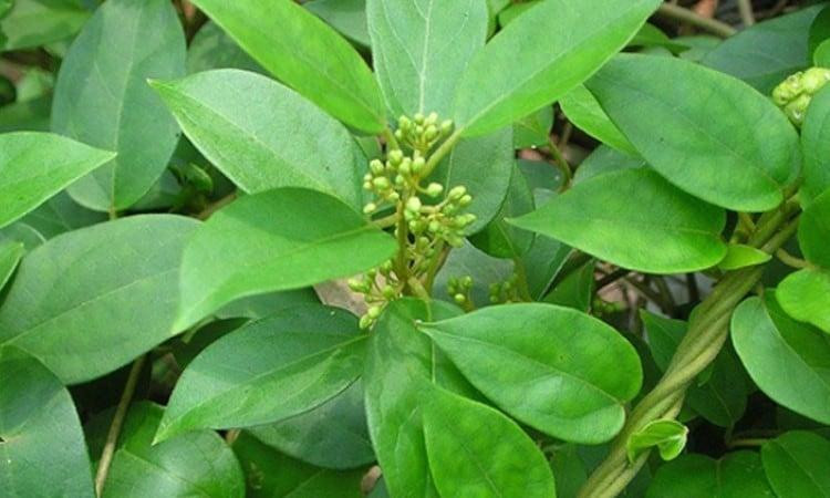 13 loại thảo mộc giúp giảm cân nhanh chóng và an toàn