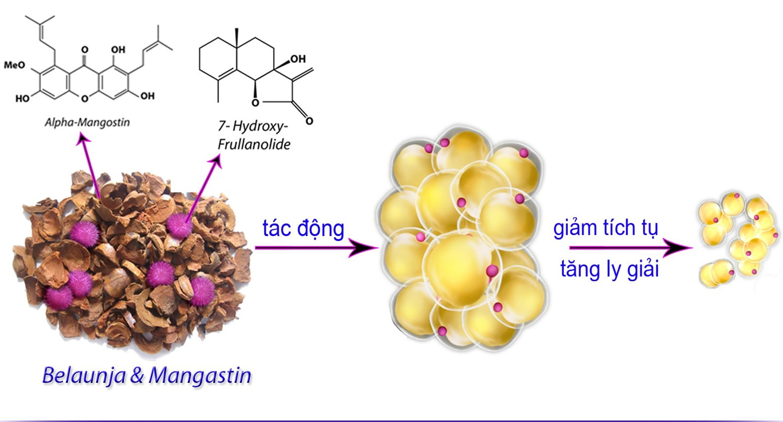 Chuyên gia Lương Lễ Hoàng: 5 Sai, 3 Đúng Trong Thực Hành Giảm Cân